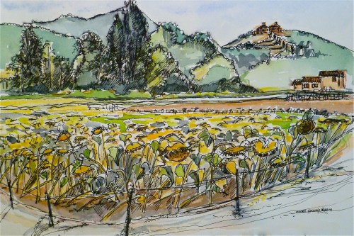 Sunflowers Anghiari. Pen and wash. 42x32cm framed 2010Ⓒ