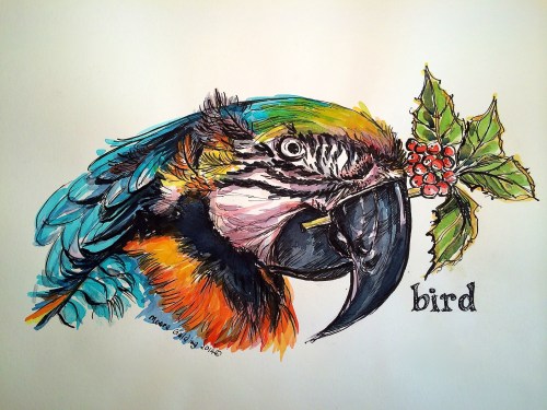 This is Kai a blue and gold macaw.